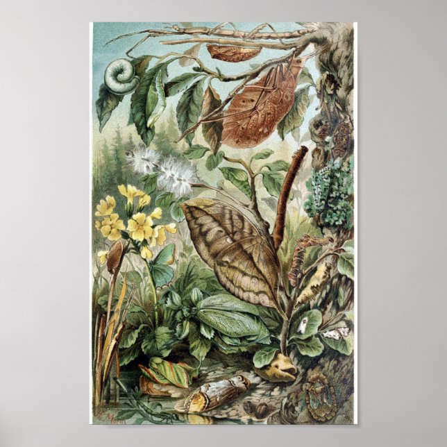 Vintage Insect Illustration Poster (Front)
