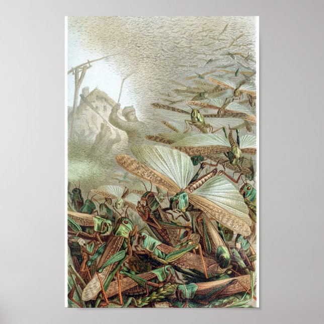 Vintage Insect Illustration Poster (Front)