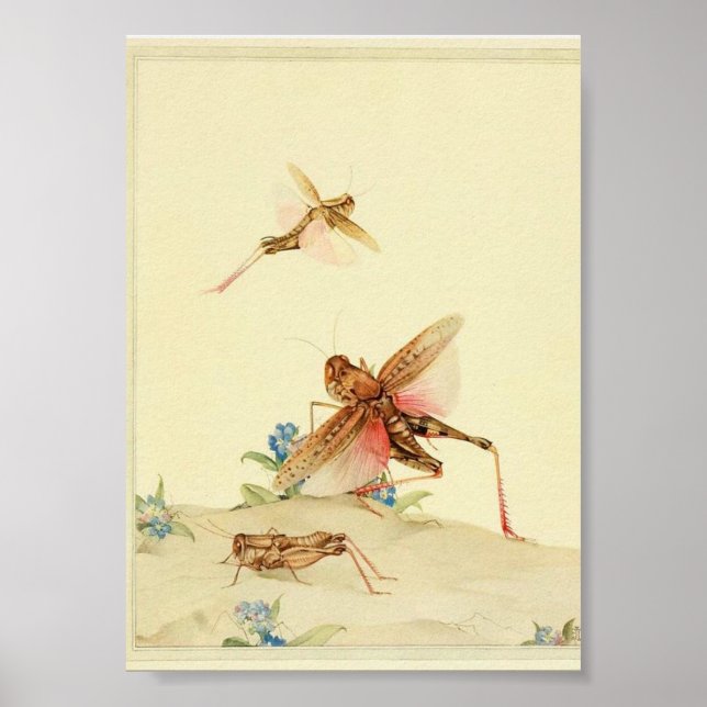 Vintage Insect Illustration Poster (Front)