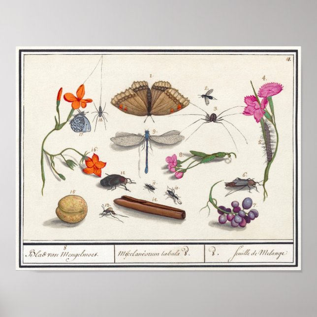Vintage Insect Illustration Poster (Front)