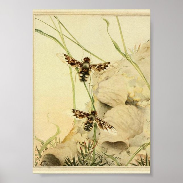 Vintage Insect Illustration Poster (Front)