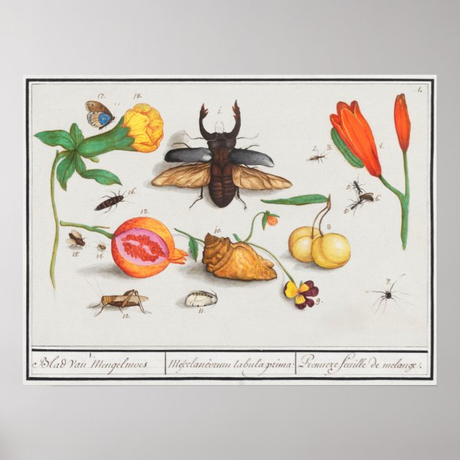 Vintage Insect Illustration Poster (Front)