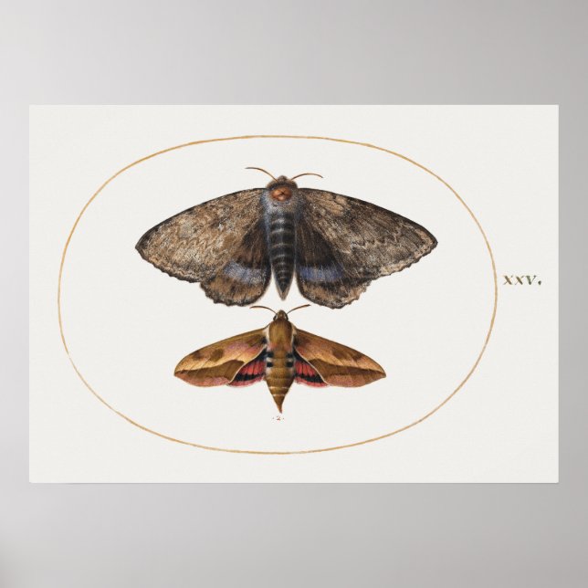 Vintage Insect Illustration Poster (Front)