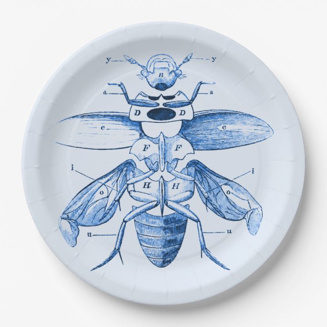 Vintage Insect Image | Beetles | Blue Paper Plate (Front)