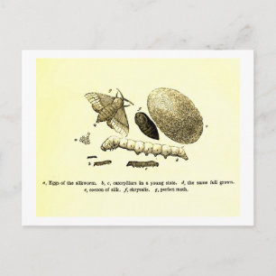 Vintage Insect Image Silkworm Moth Postcard