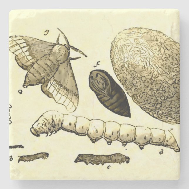 Vintage Insect Image | Silkworm | Moth Stone Coaster (Front)