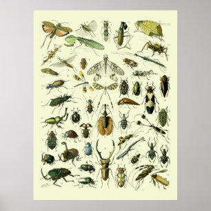 Vintage Insects Poster