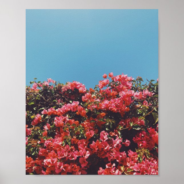 Vintage Inspired Bougainvillea Flowers California Poster (Front)