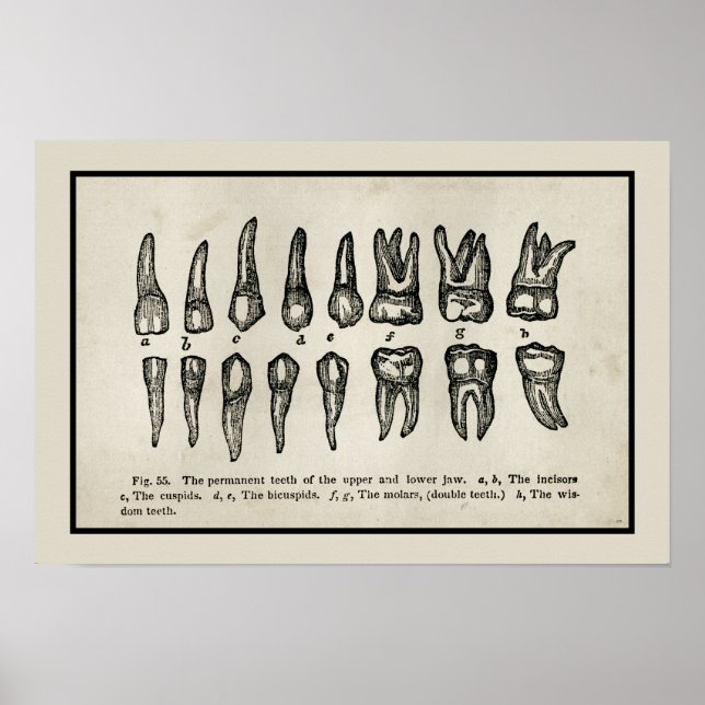 Vintage Inspired Diagram of Teeth Tooth Chart (Front)