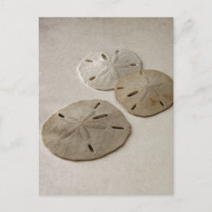 Vintage Inspired Sand Dollars Postcard
