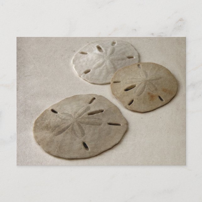 Vintage Inspired Sand Dollars Postcard (Front)