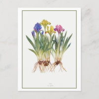 Vintage Iris Botanical Illustration