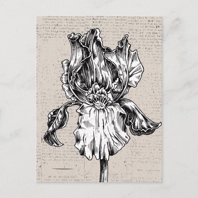 Vintage Iris Drawing Postcard (Front)