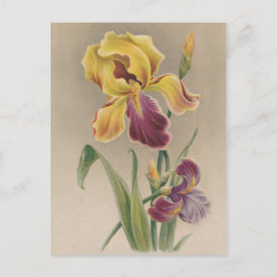 Vintage Iris Flower Postcard