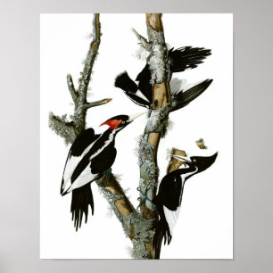 Vintage Ivory-billed Woodpecker Poster Print