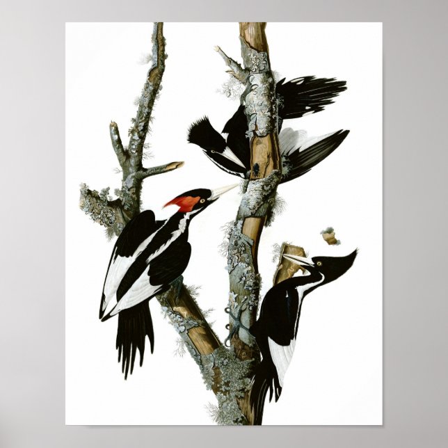Vintage Ivory-billed Woodpecker Poster Print (Front)