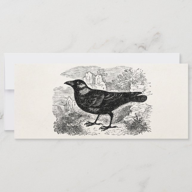 Vintage Jackdaw Crow Bird Personalised Birds Crows (Front)