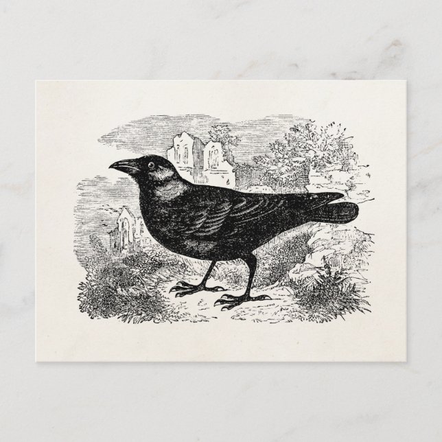 Vintage Jackdaw Crow Bird Personalised Birds Crows Postcard (Front)