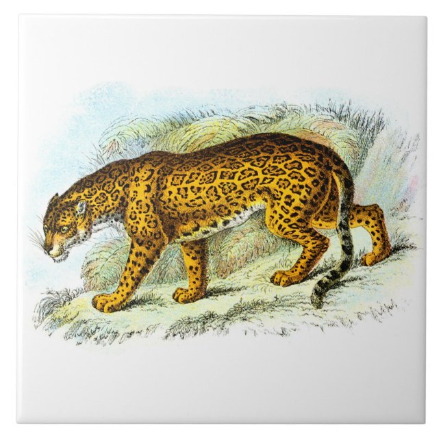 Vintage Jaguar Animal Illustration Tile (Front)