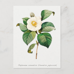 Vintage Japanese Camellia Botanical Postcard