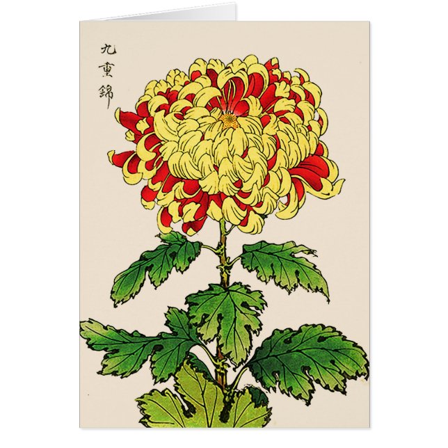 Vintage Japanese Chrysanthemum. Mustard Yellow (Front)