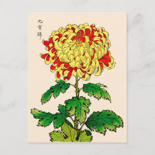 Vintage Japanese Chrysanthemum. Mustard Yellow Postcard