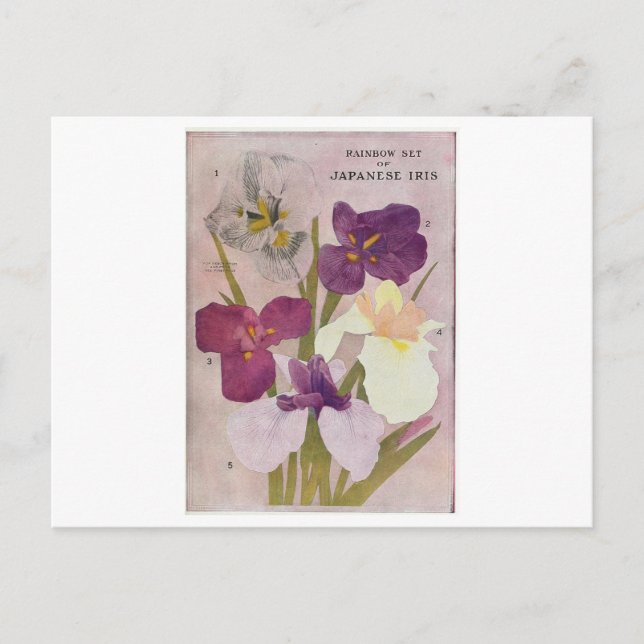 VINTAGE "JAPANESE IRIS" POSTCARD (Front)