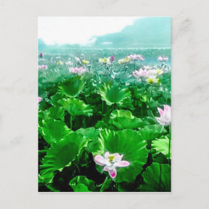 Vintage Japanese Lotus Pond Old Japan Postcard