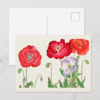 Vintage Japanese Poppy Botanical Art 1917