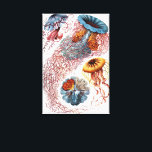 Vintage Jellyfish by Ernst Haeckel, Discomedusae Canvas Print<br><div class="desc">Vintage illustration marine life biology design by Ernst Haeckel. A variety of colourful jellyfish animals swimming in the waters of the sea. Jelly fish are free swimming aquatic animals with an umbrella shaped body and long trailing tentacles. They can be found in all of the oceans and some in freshwater...</div>