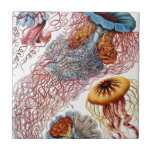Vintage Jellyfish by Ernst Haeckel, Discomedusae Tile<br><div class="desc">Beautiful tile to help decorate your home. Add a wood frame to make a trivet or add to a gift box for that someone special. Vintage illustration marine life biology design by Ernst Haeckel. A variety of colourful jellyfish animals swimming in the waters of the sea. Jelly fish are free...</div>