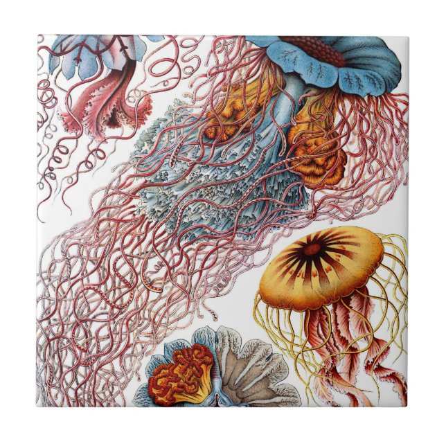 Vintage Jellyfish by Ernst Haeckel, Discomedusae Tile (Front)
