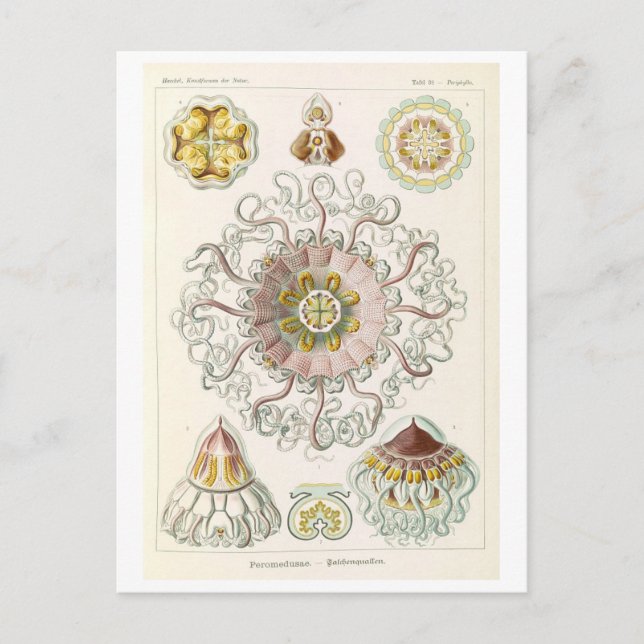 Vintage Jellyfish by Haeckel Postcard (Front)