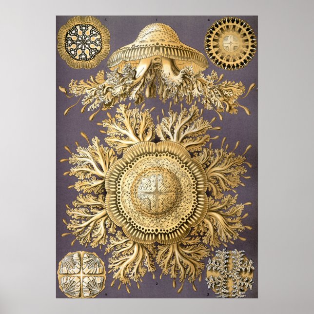 Vintage Jellyfish Illustration Poster (Front)