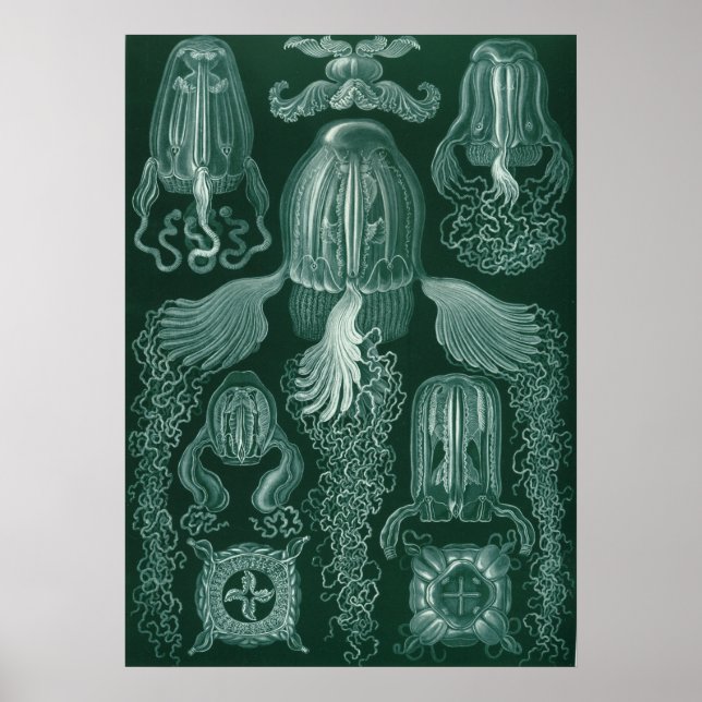 Vintage Jellyfish Illustration Poster (Front)