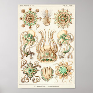 Vintage Jellyfish Scientific Drawing Art Poster