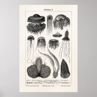 Vintage Jellyfish Species Retro Sea Jelly Fish