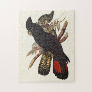  Vintage John Gould Red-Tailed Black Cockatoo Art Jigsaw Puzzle