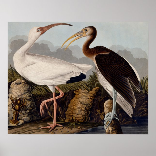 Vintage John James Audubon White Ibis Bird Classic Poster (Front)