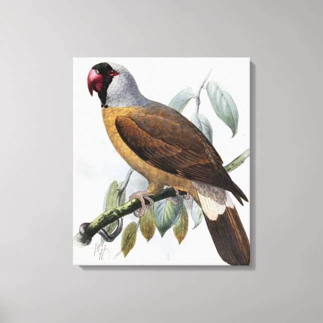 Vintage John Keulemans Mascarene Parrot Canvas Print (Front)