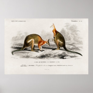 Vintage Kenguru Illustration Poster