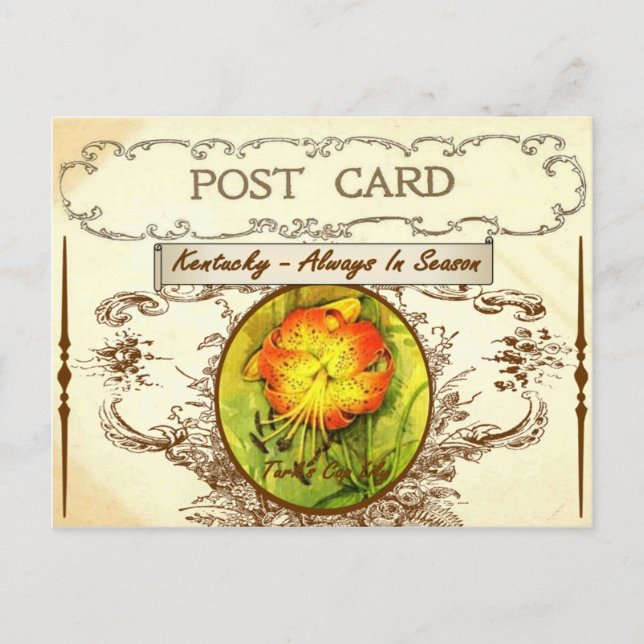 Vintage Kentucky State Flower Postcard (Front)
