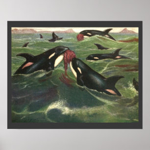 Vintage Killer Whales or Orcas, Marine Mammals Poster