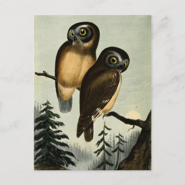Vintage Kirtlands Owl Postcard (Front)