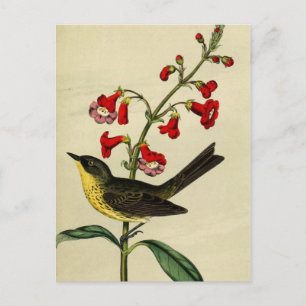Vintage Kirtlands Warbler Bird Postcard