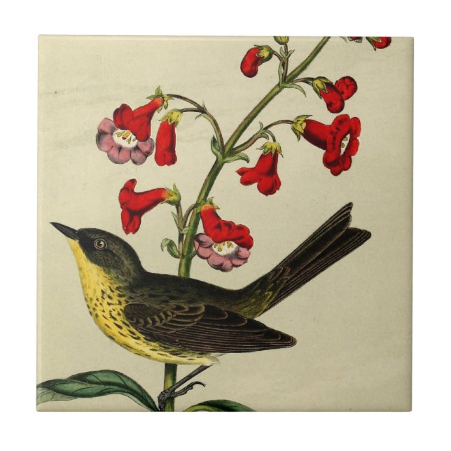 Vintage Kirtlands Warbler Bird Tile (Front)