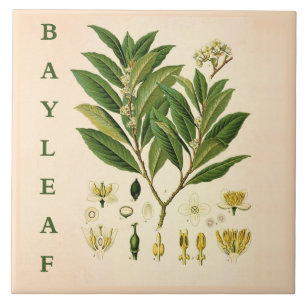 Vintage Kitchen Art: Bay Leaf Herb plant flowers Tile
