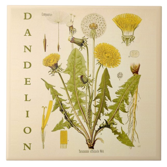 Vintage Kitchen Art: Dandelion Flower Leaves Herb Tile (Front)