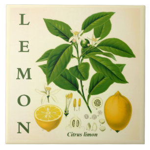 Vintage Kitchen Art: Lemon Citrus Tree flowers Tile