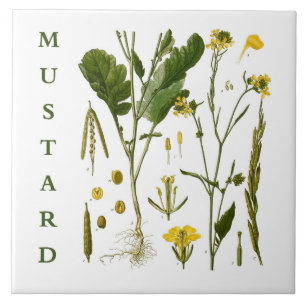 Vintage Kitchen Art: Mustard Herbs & Spices Plants Tile